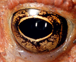 Toad eye 2437 unretouched (V59)
