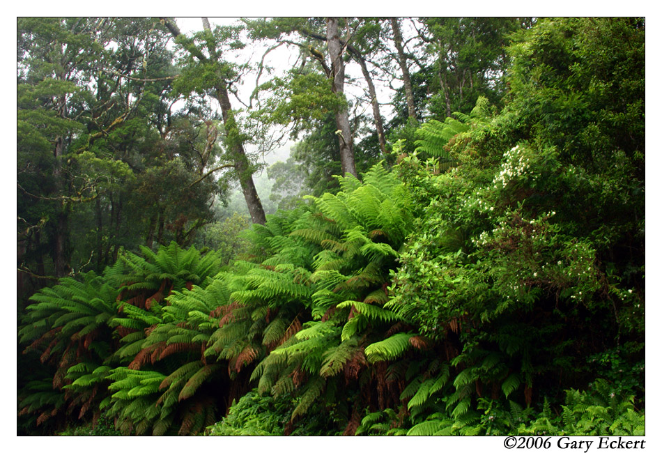 Temperate Rainforest