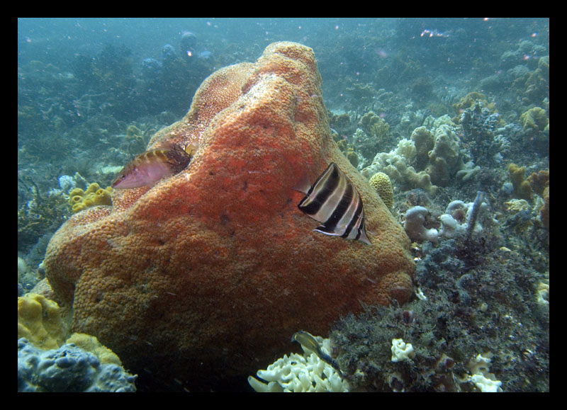 Truncate coralfish