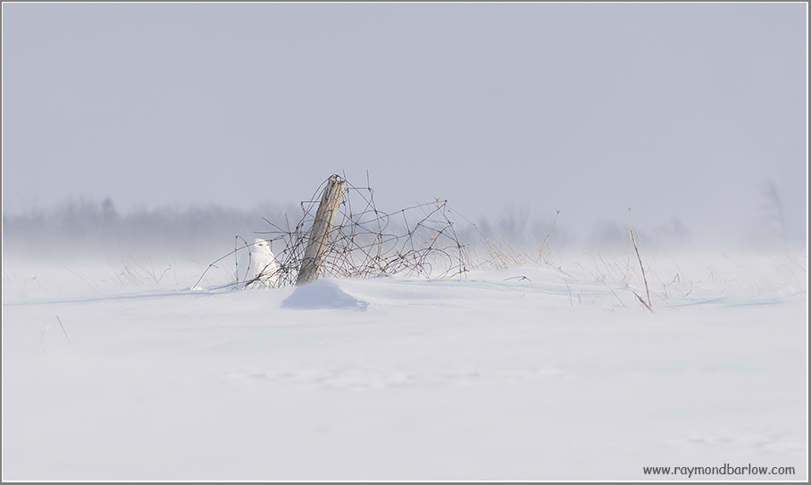 Snowy Owl scape