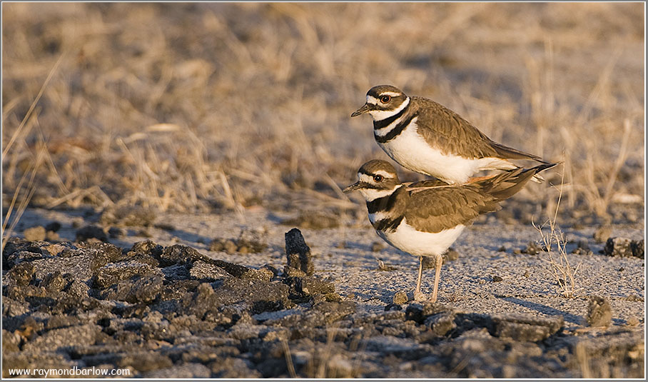 Killdeer Mating