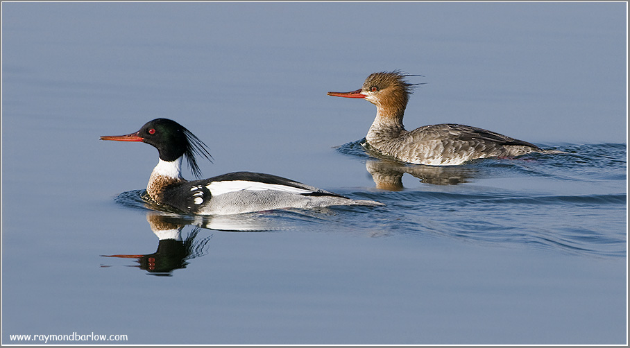 Red-breasted Mergansers