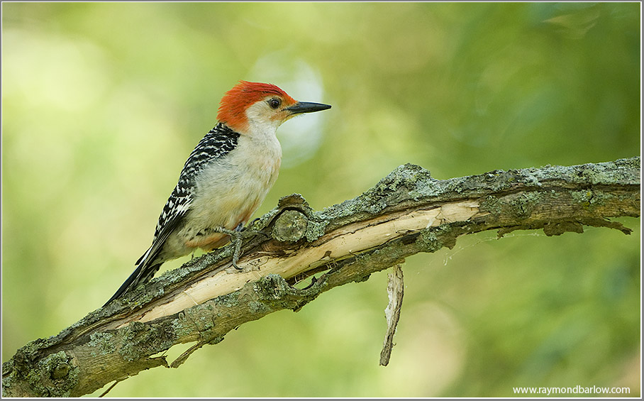 Red-bellied Woodpecker