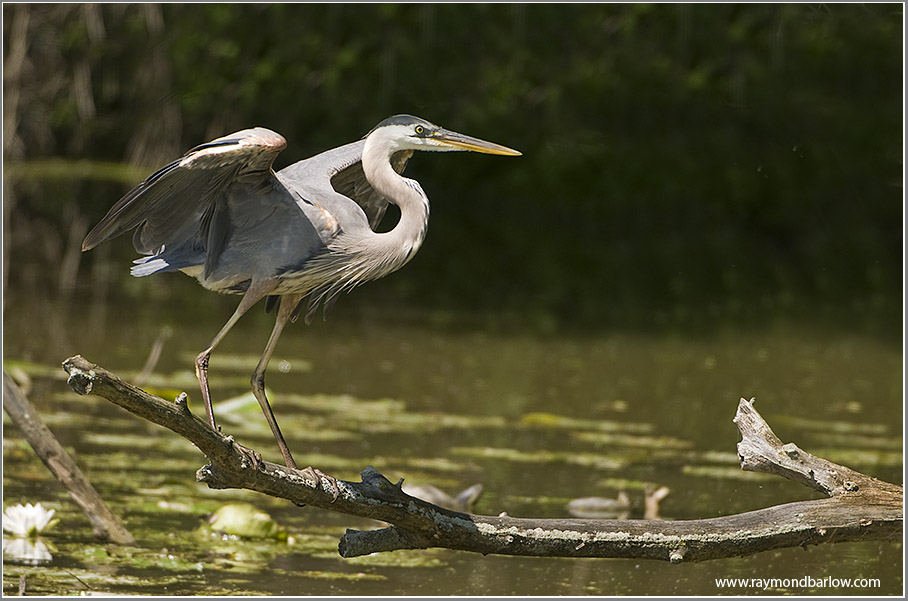 Great Blue Heron