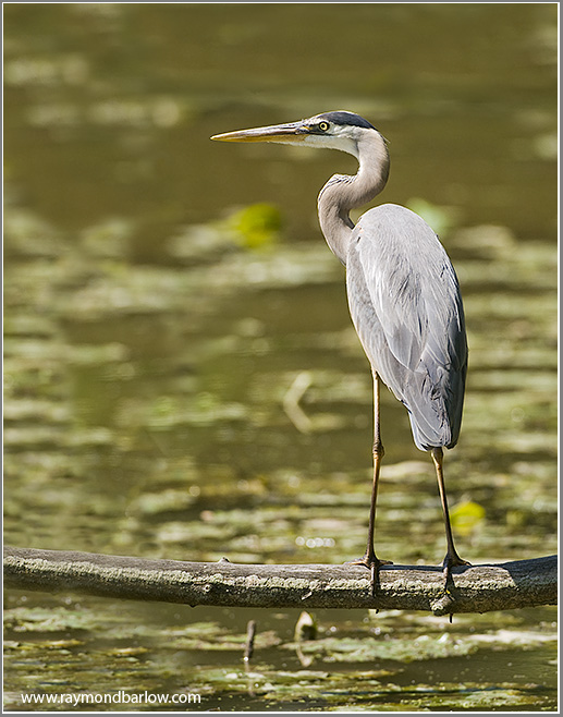 Great Blue Heron
