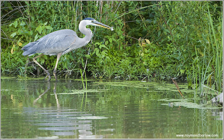 Great Blue Heron