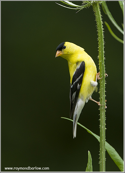 American Goldfinch