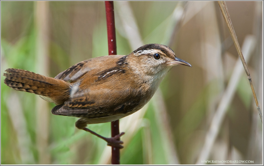 Marsh Wren