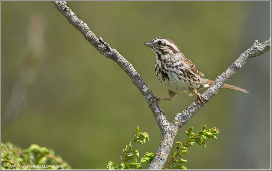 Song Sparrow