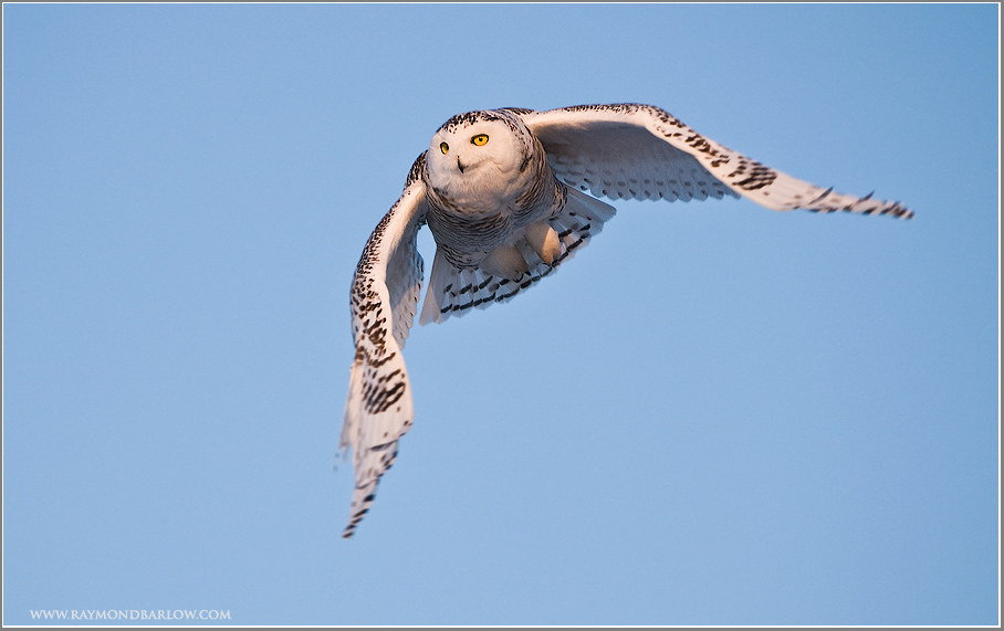 Snowy owl  (re-edit)