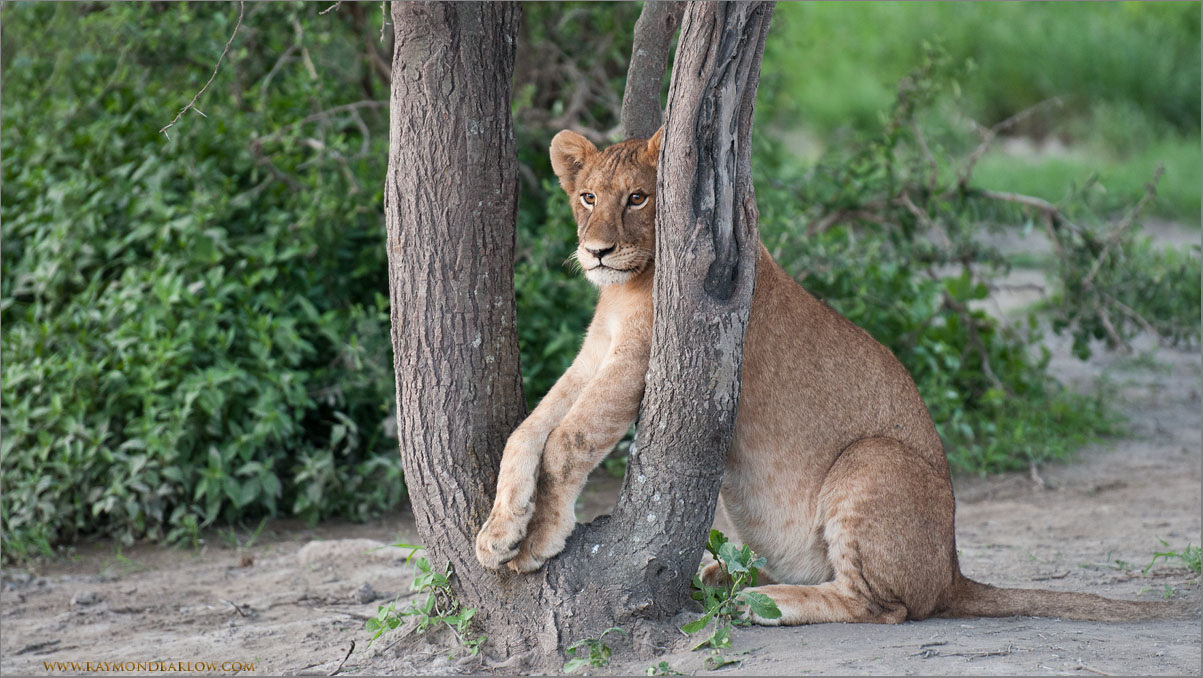 Young Lion Wedged 