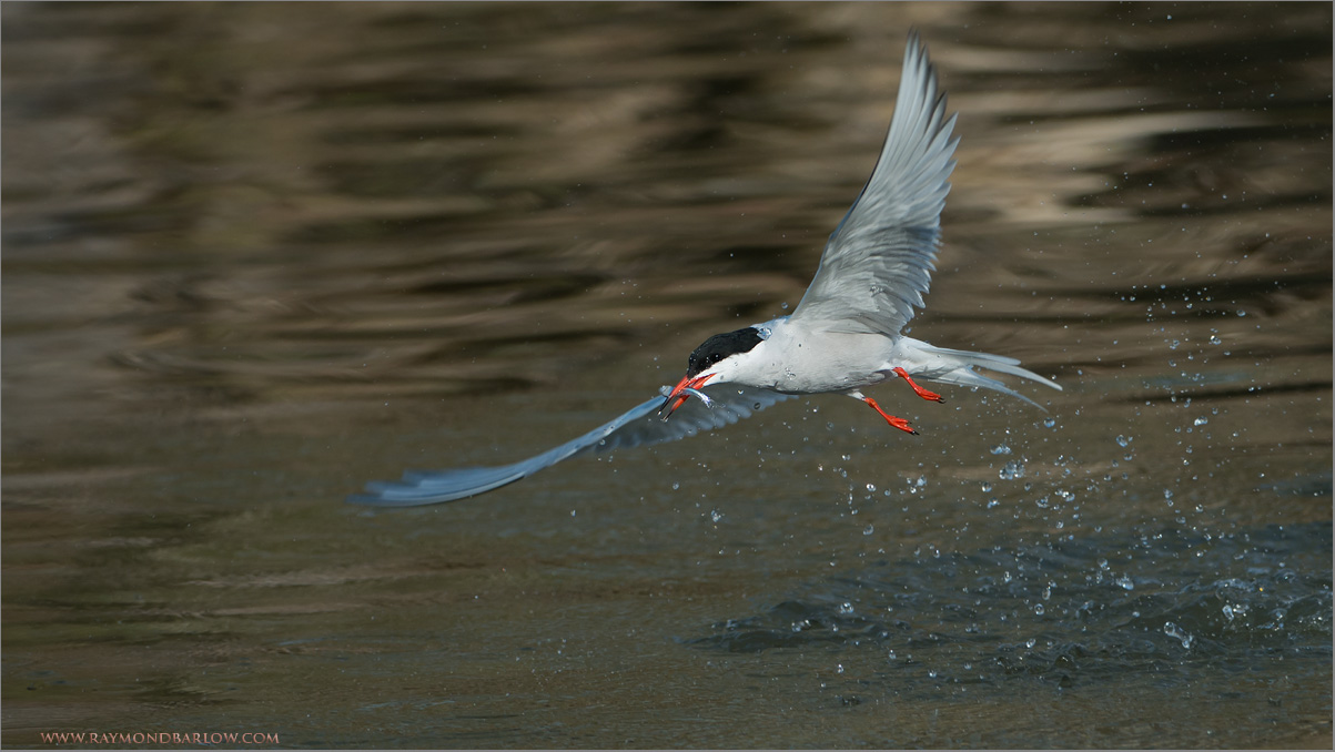 Common Tern with Dinner 