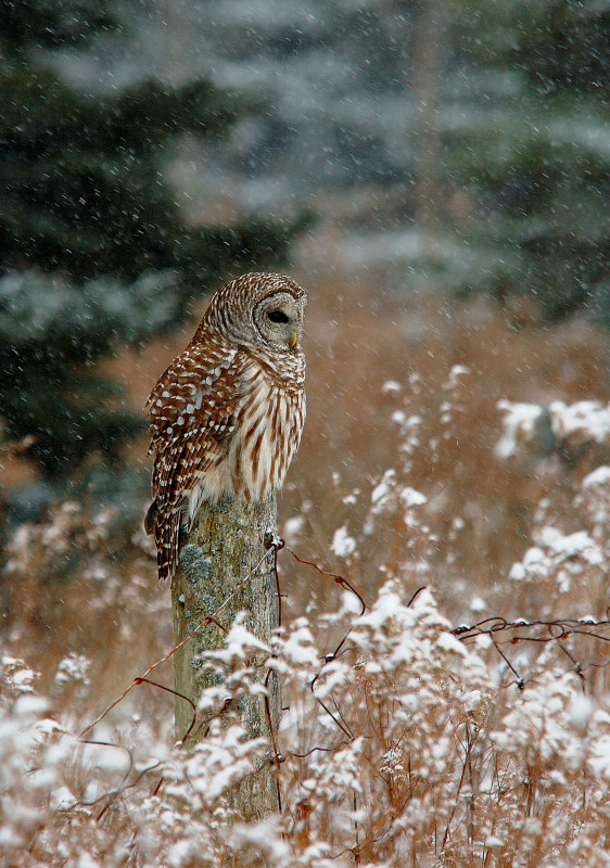 Barred Owl 8
