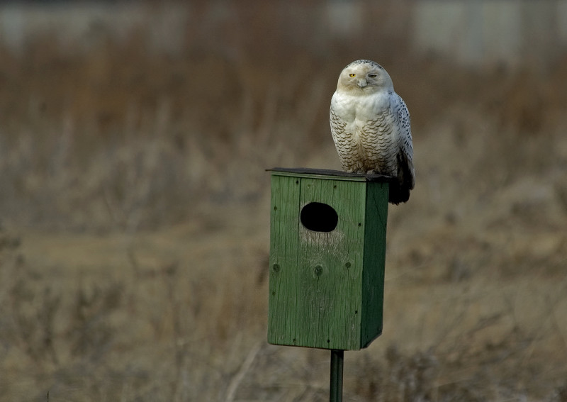 Snowy Owl 2