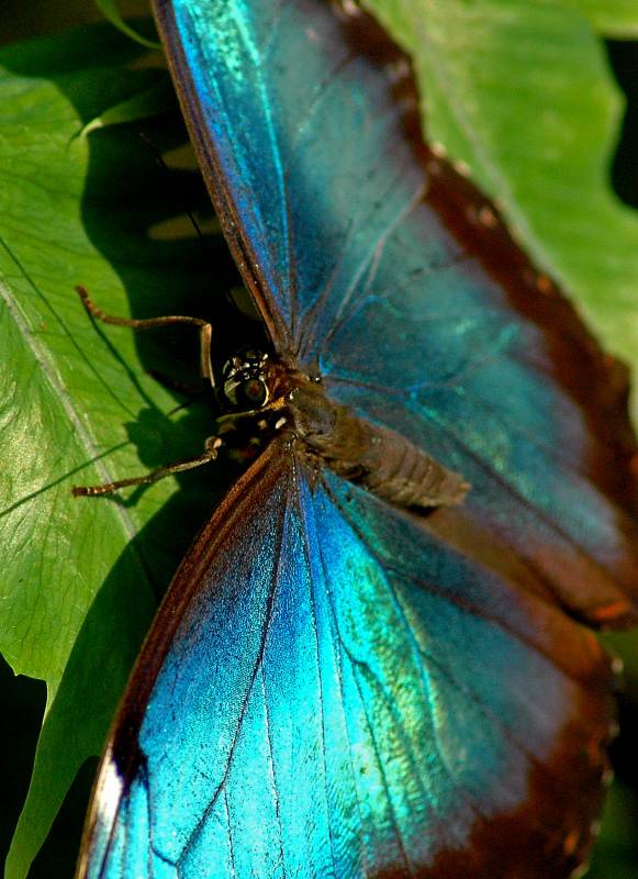 Blue Morpho 5