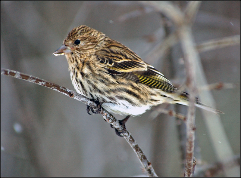 Pine Siskin 1