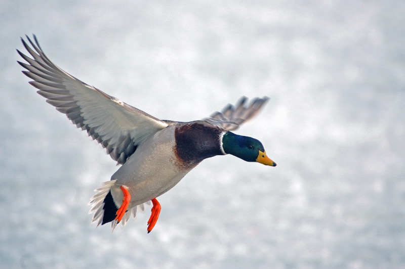 Male Mallard 5