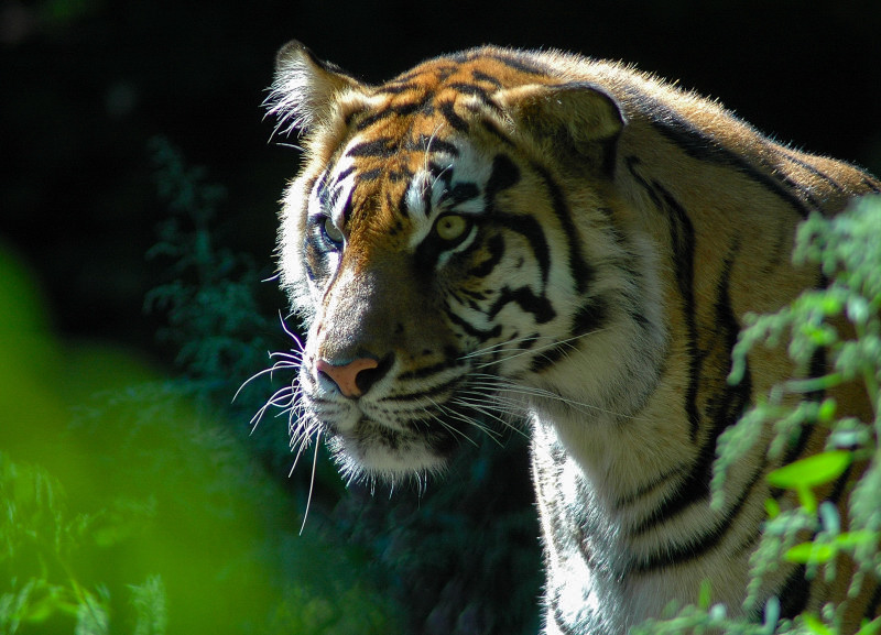 Big Cats 20