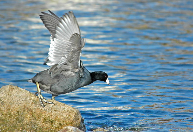 American Coot 1