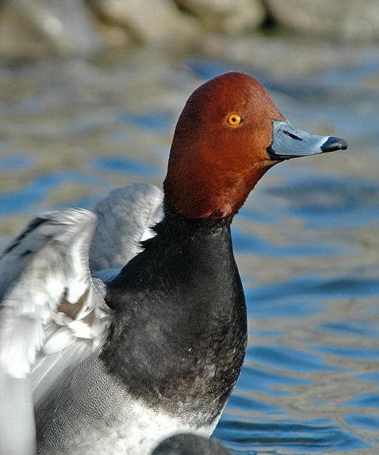 Redhead 1