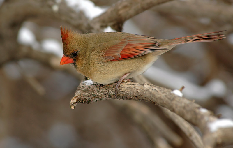 Female Northern Cardinal 4