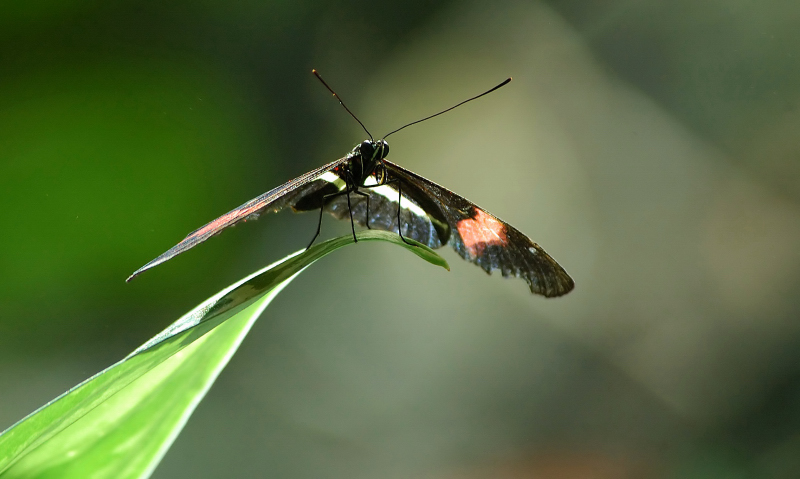 Butterfly 9