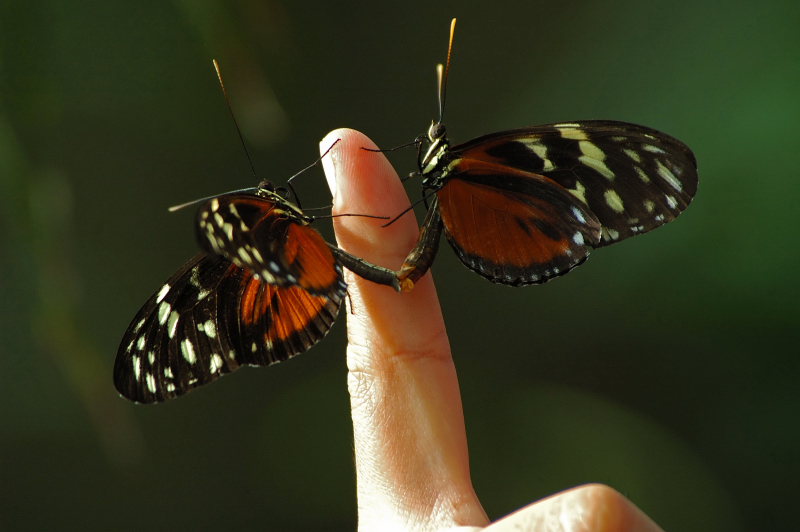 Tiger Longwing 11