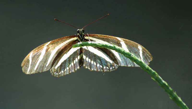 Zebra Longwing 13