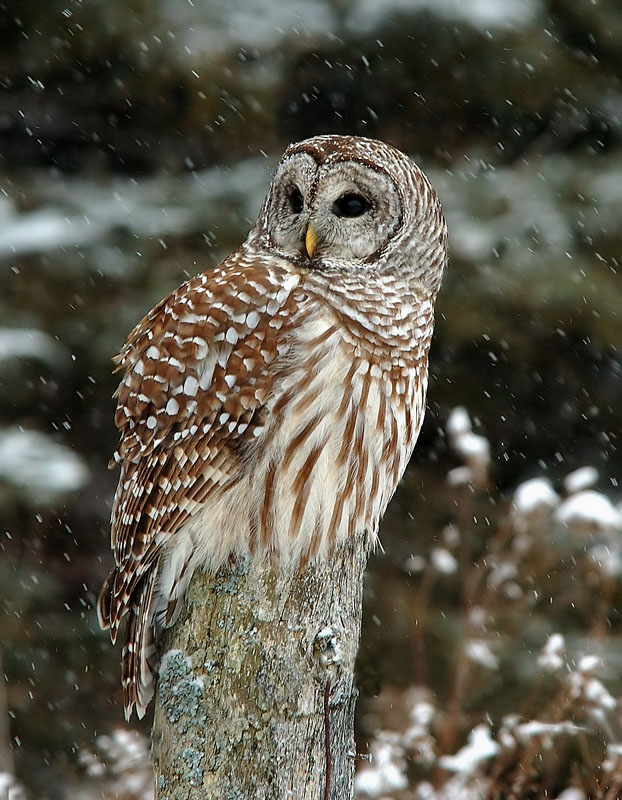 Barred Owl 1