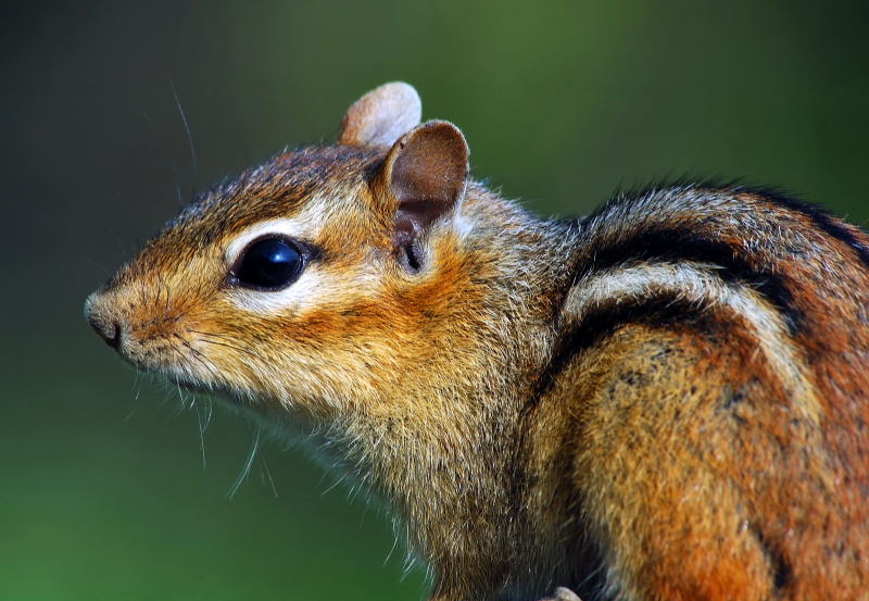 Chipmunk 3