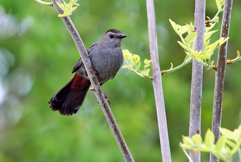 Gray Catbird 2