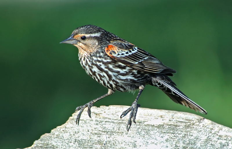 Female RWWB 7