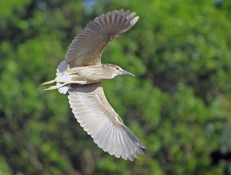 Black-crowned Night Heron in Flight 3