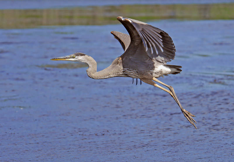 Great Blue Heron in Flight 9