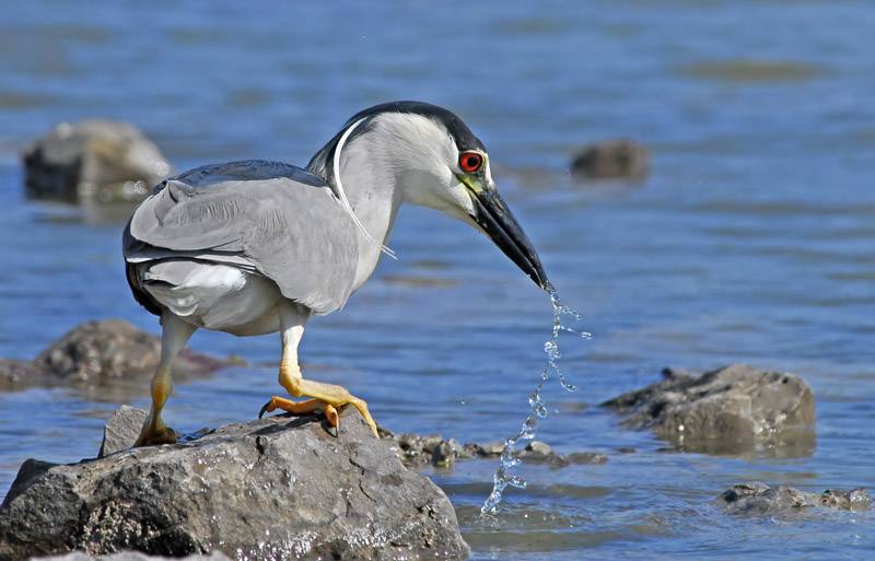 Black-crowned Night Heron 20