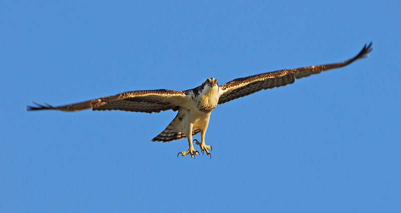 Osprey in Flight 9