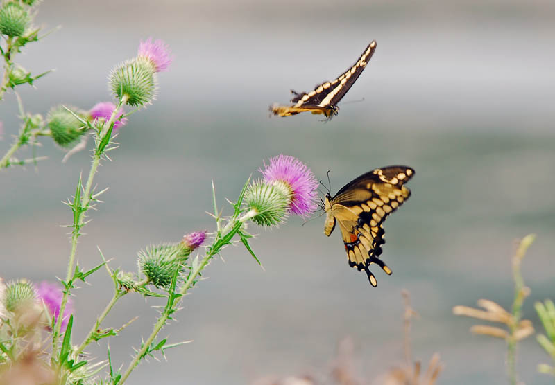Butterflies Romancing 25