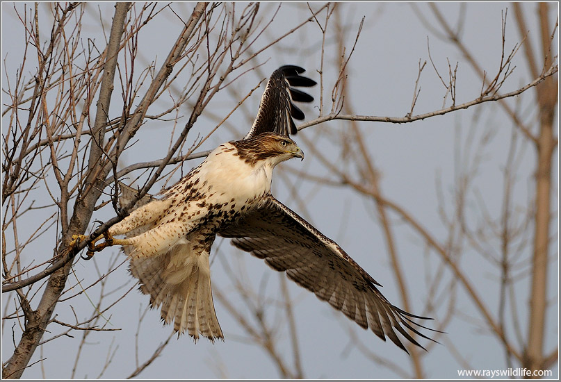 Red-tailed Hawk 129