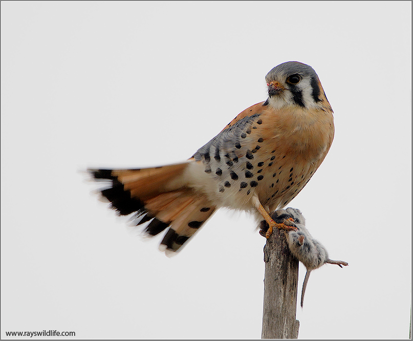 American Kestrel (notes below) 26