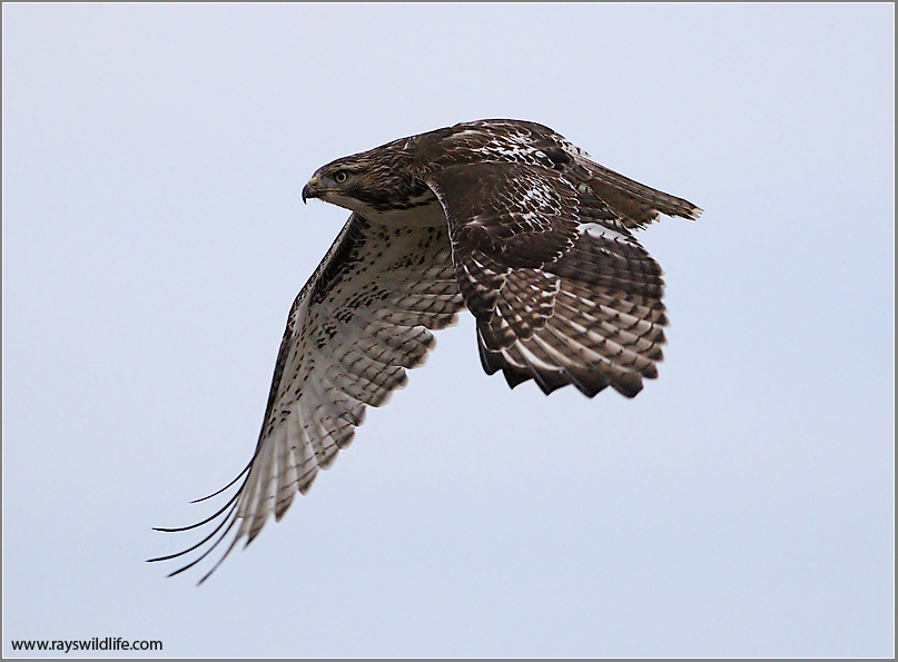 Red-tailed Hawk 149