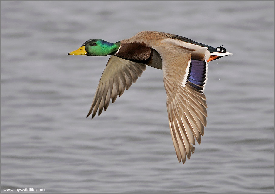 Male Mallard in Flight 41