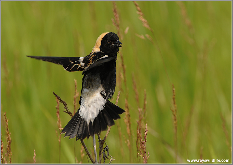 Bobolink 6