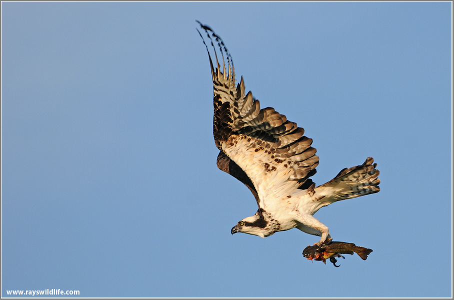 Osprey with Breakfast 52