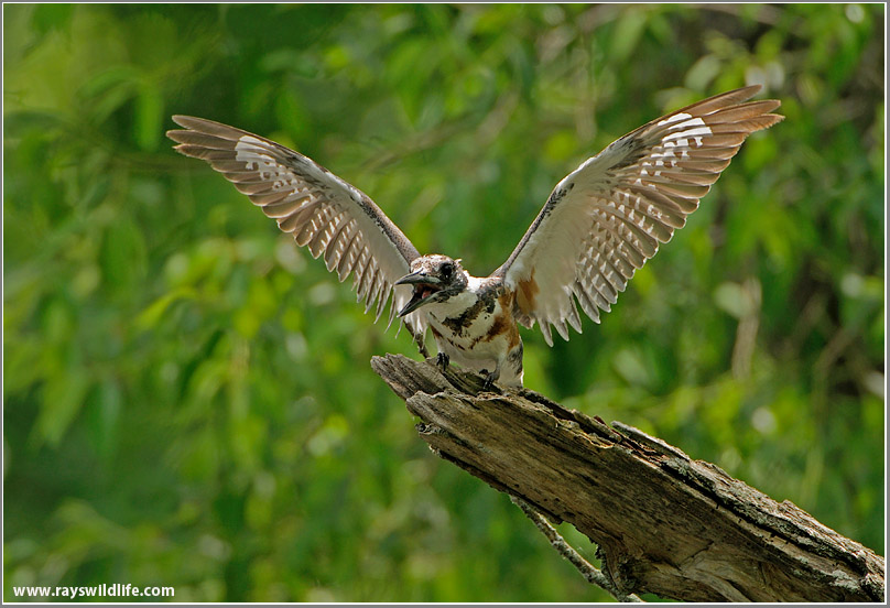 Belted Kingfisher 36
