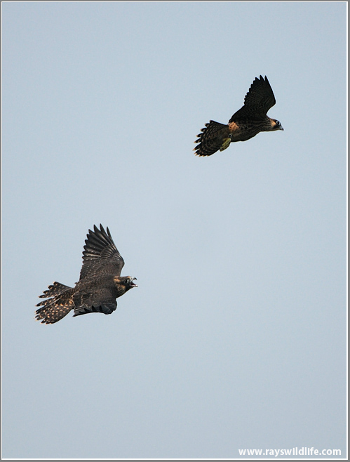 Young Peregrines in Flight 9