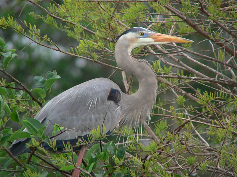 Great Blue Heron (Breeding Season)