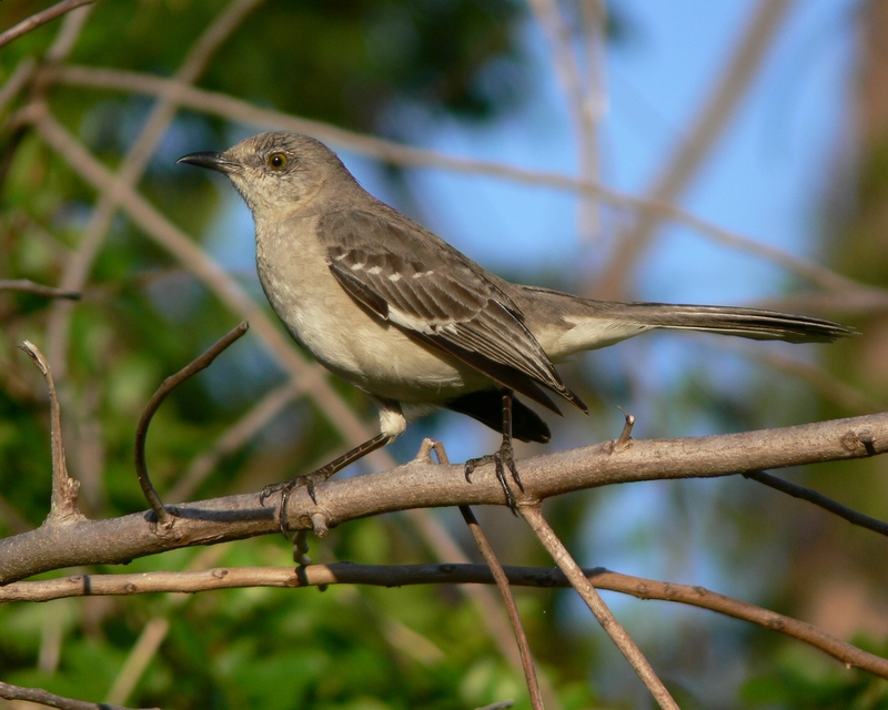 Mockingbird