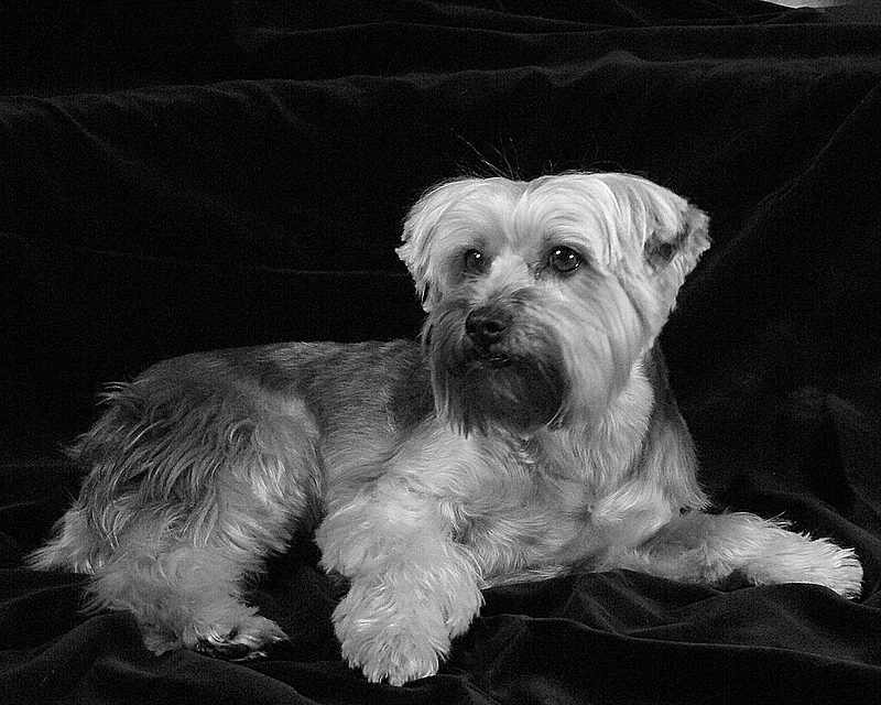 Harrison II