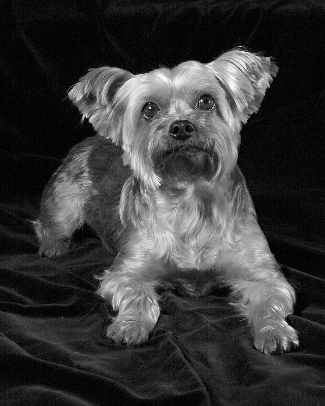Harley