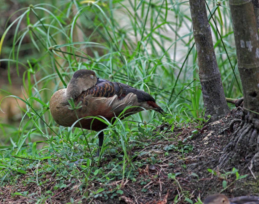 Little Whistling Duck